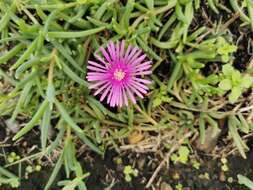 Image of Delosperma leightoniae Lavis