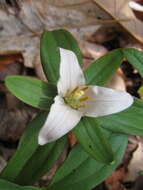 Imagem de Trillium pusillum Michx.