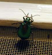 Imagem de Calosoma (Calosoma) schayeri Erichson 1842