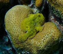 Image of Flagpole Frogfish