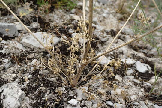 Image of Zosima absinthifolia (Vent.) Link