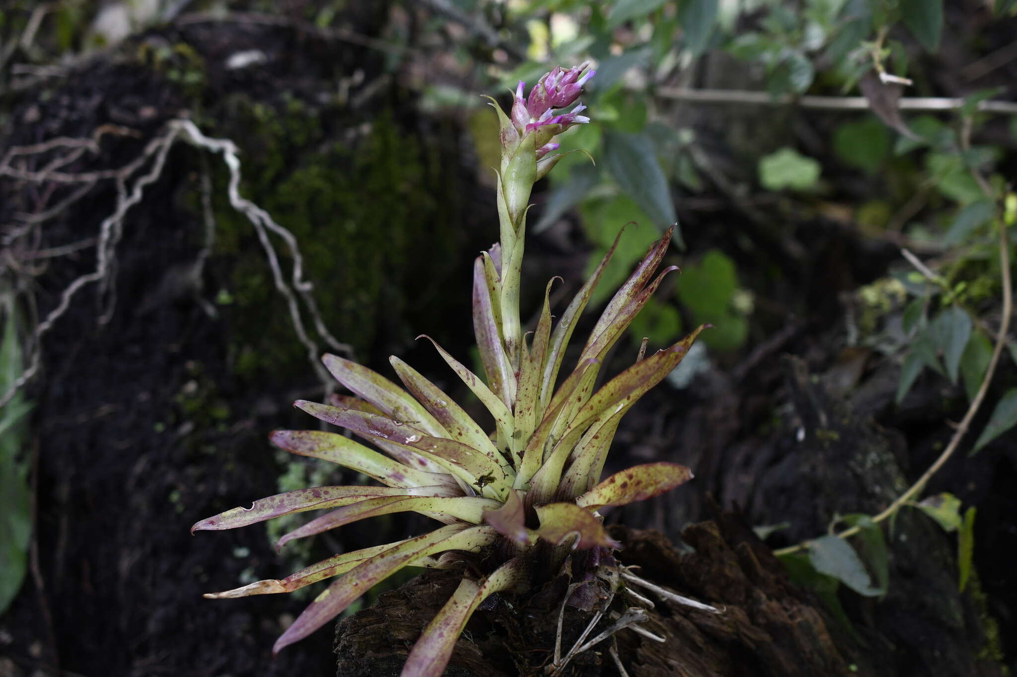 Tillandsia biflora Ruiz & Pav. resmi