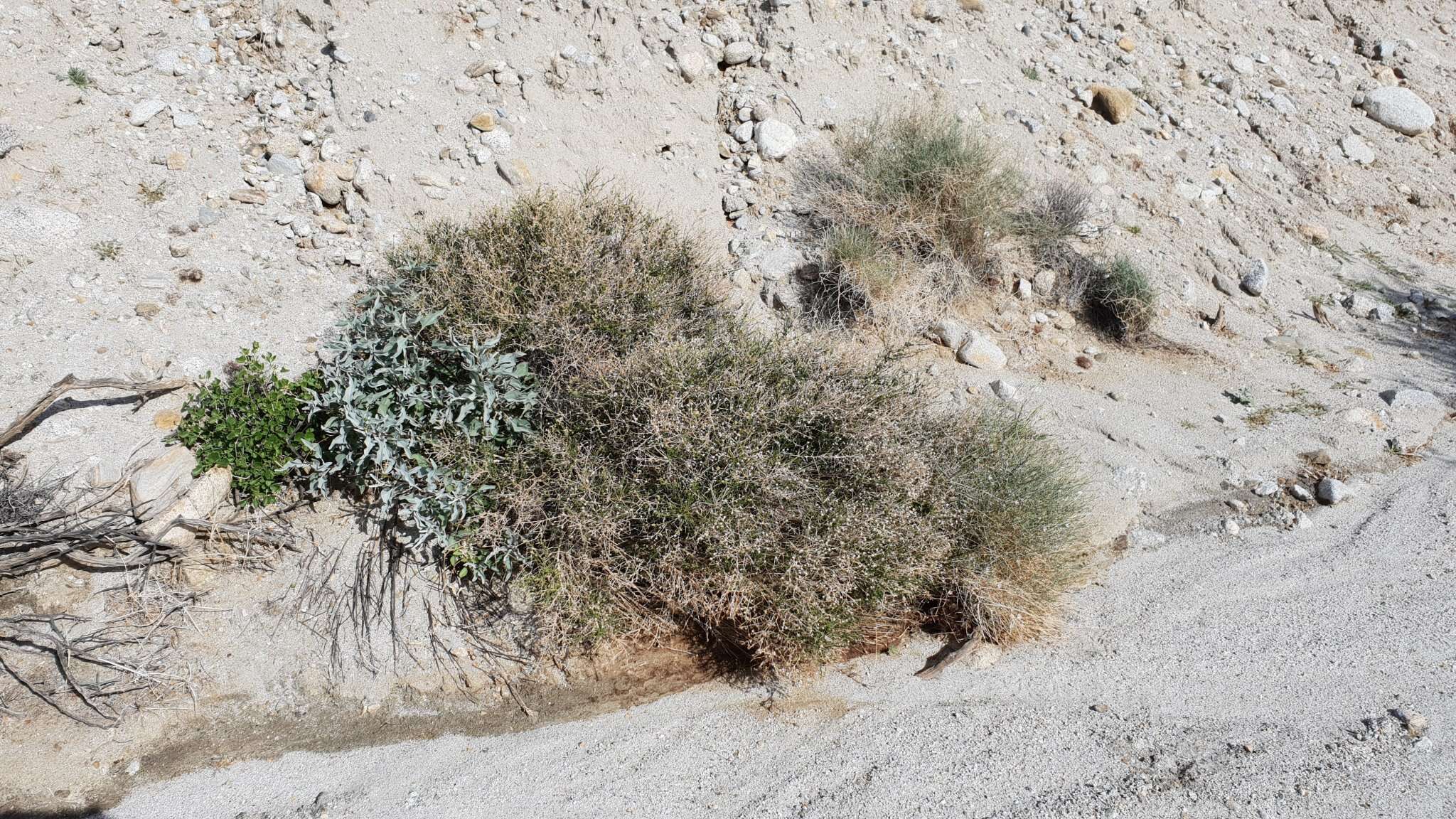 Image of shortleaf baccharis