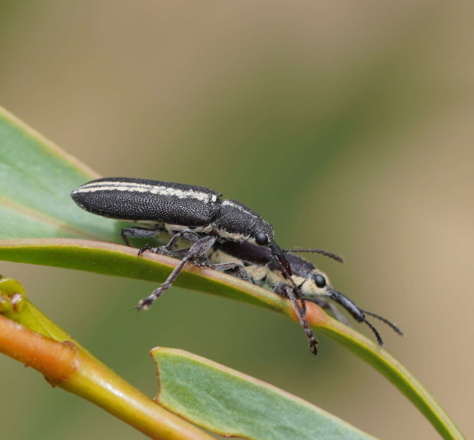 Imagem de Rhinotia brunnea (Boisduval 1835)