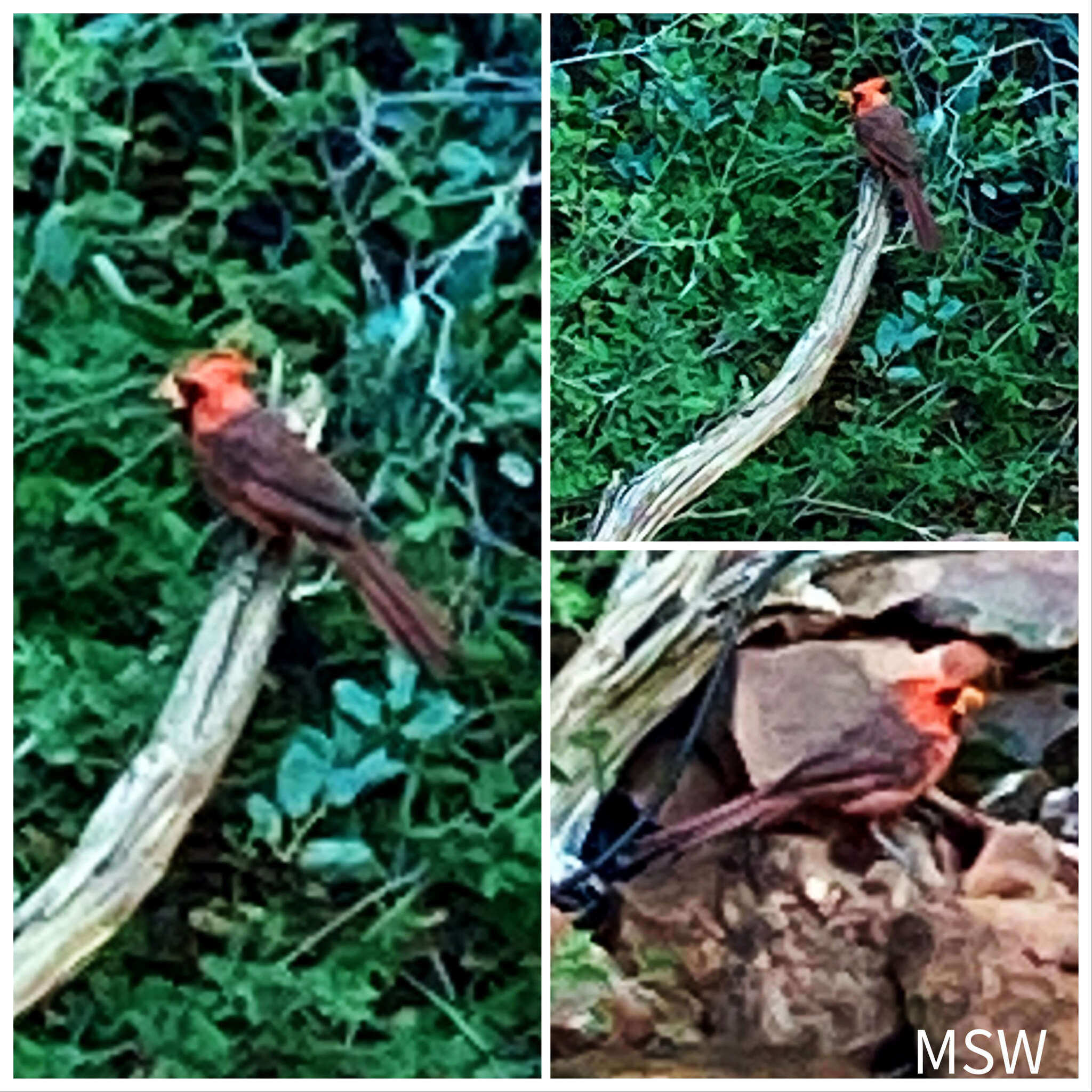 Image of Cardinalis cardinalis superbus Ridgway 1885