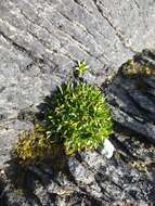 Image of Antarctic pearlwort