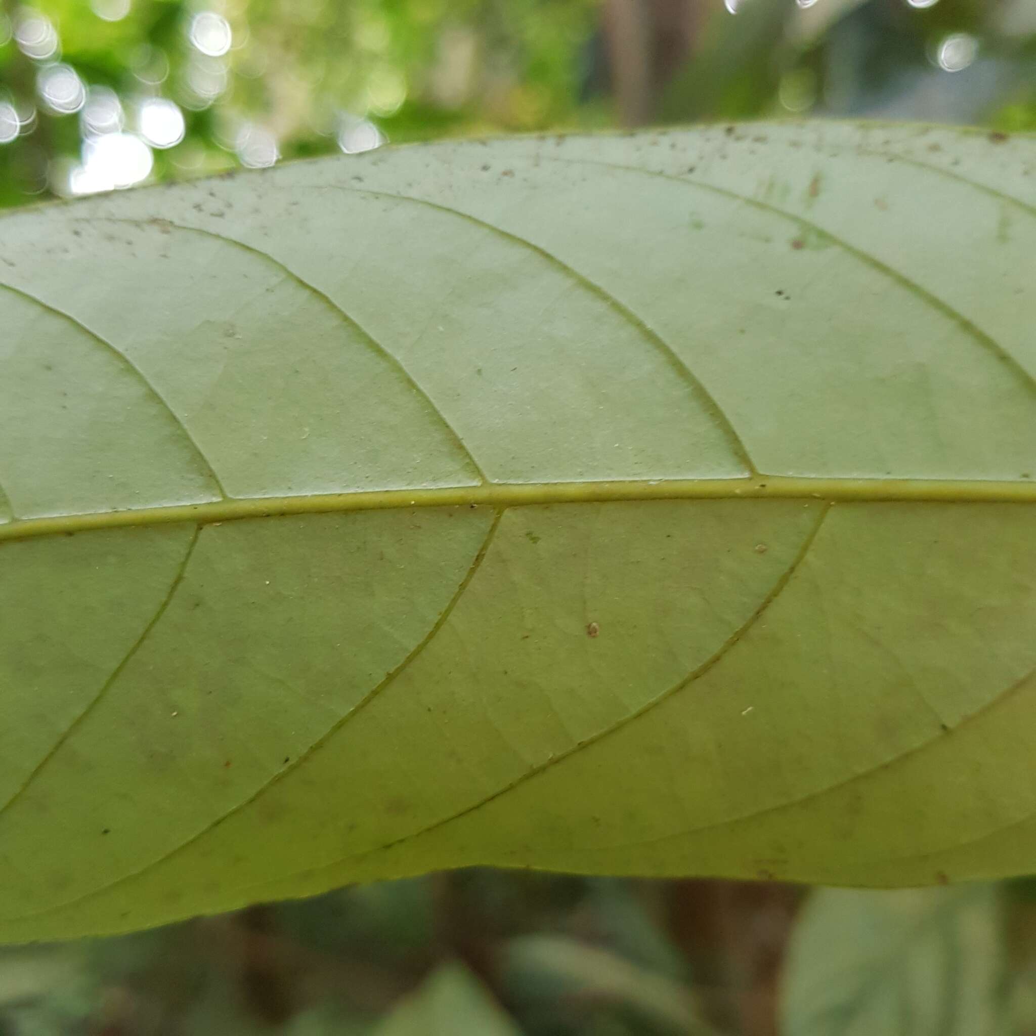 Image of Litsea accedens (Bl.) Boerl.