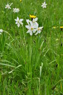 Narcissus poeticus subsp. radiiflorus (Salisb.) Baker的圖片