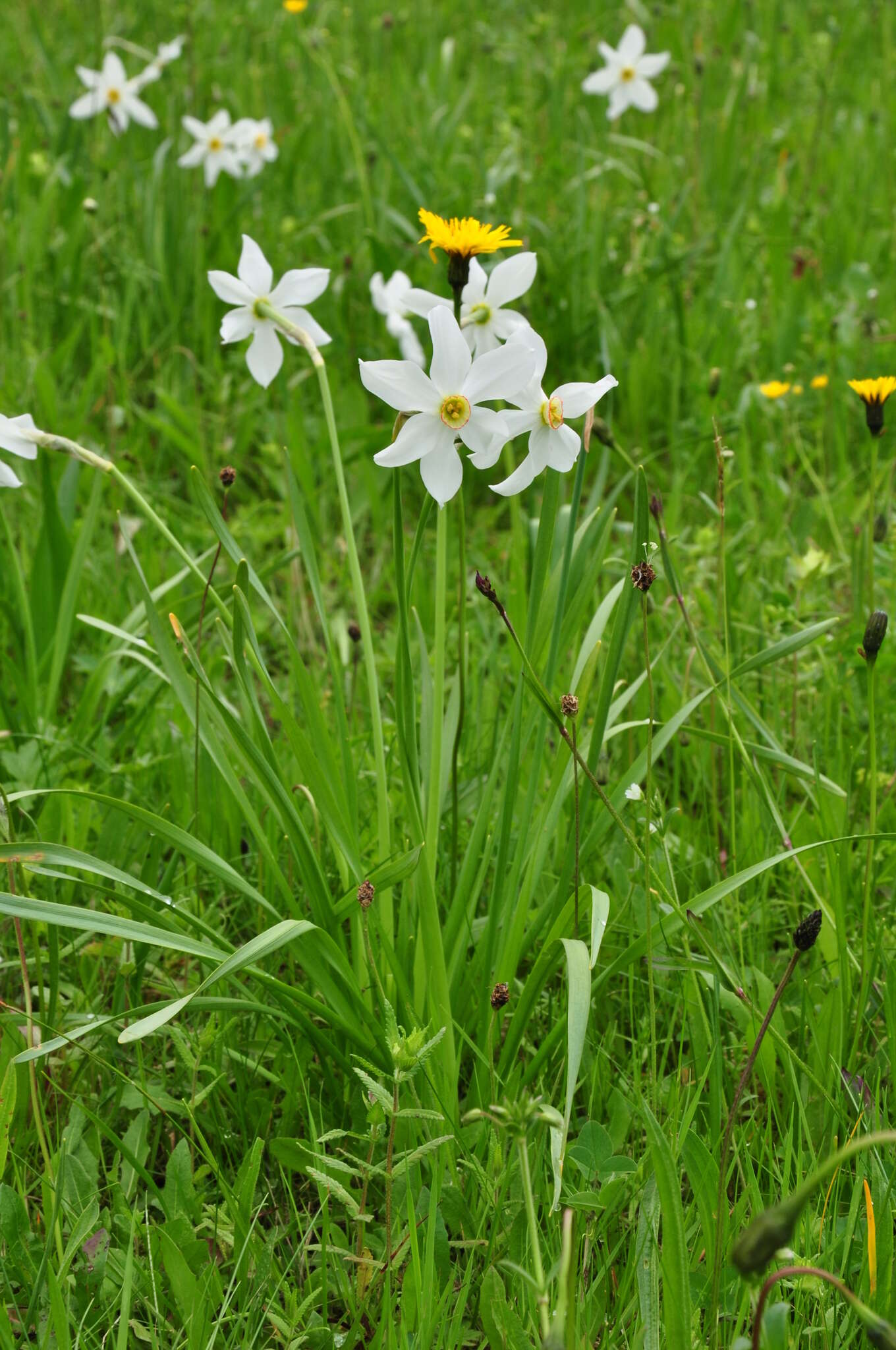 Imagem de Narcissus poeticus subsp. radiiflorus (Salisb.) Baker