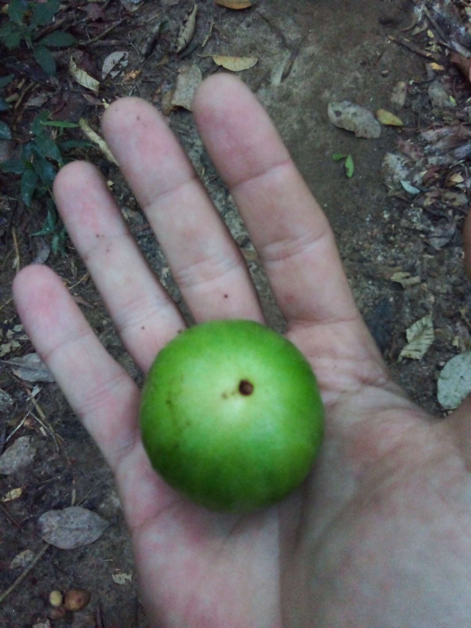 Image of Plinia edulis (Vell.) M. Sobral