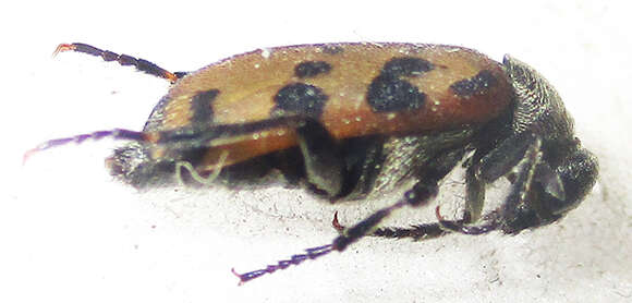 Image of <i>Hycleus transvaalicus</i>