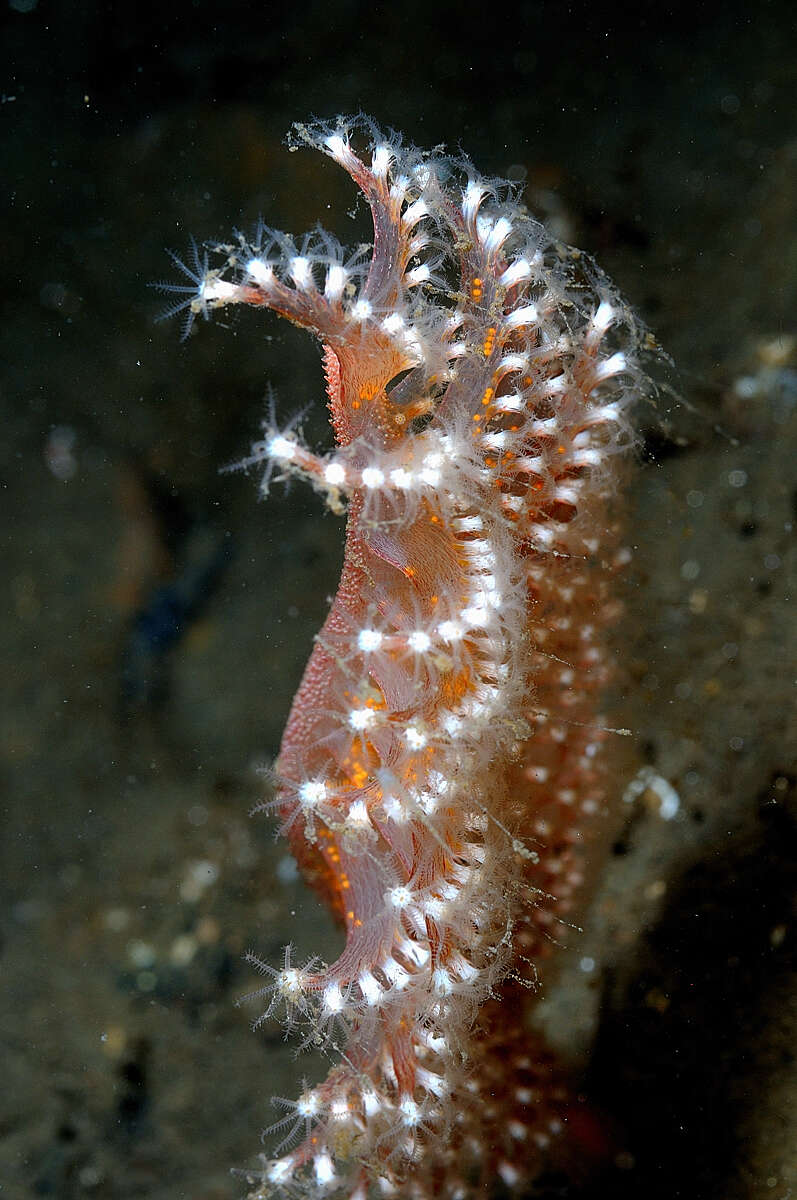 Image of luminescent sea-pen