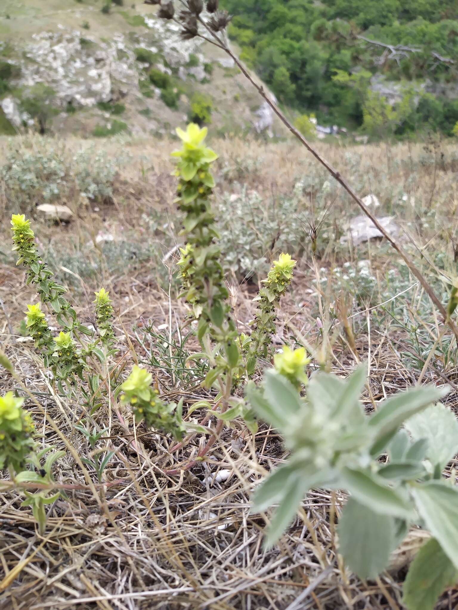 Image of Sideritis montana subsp. montana