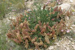 Image of Astragalus calycinus Bieb.