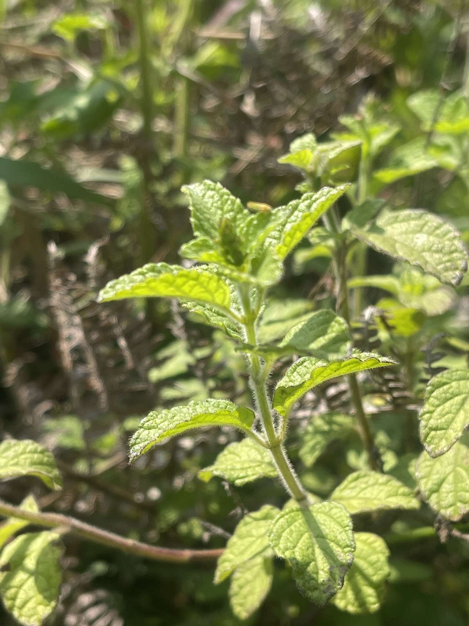 Imagem de Endostemon obtusifolius (E. Mey.) N. E. Br.