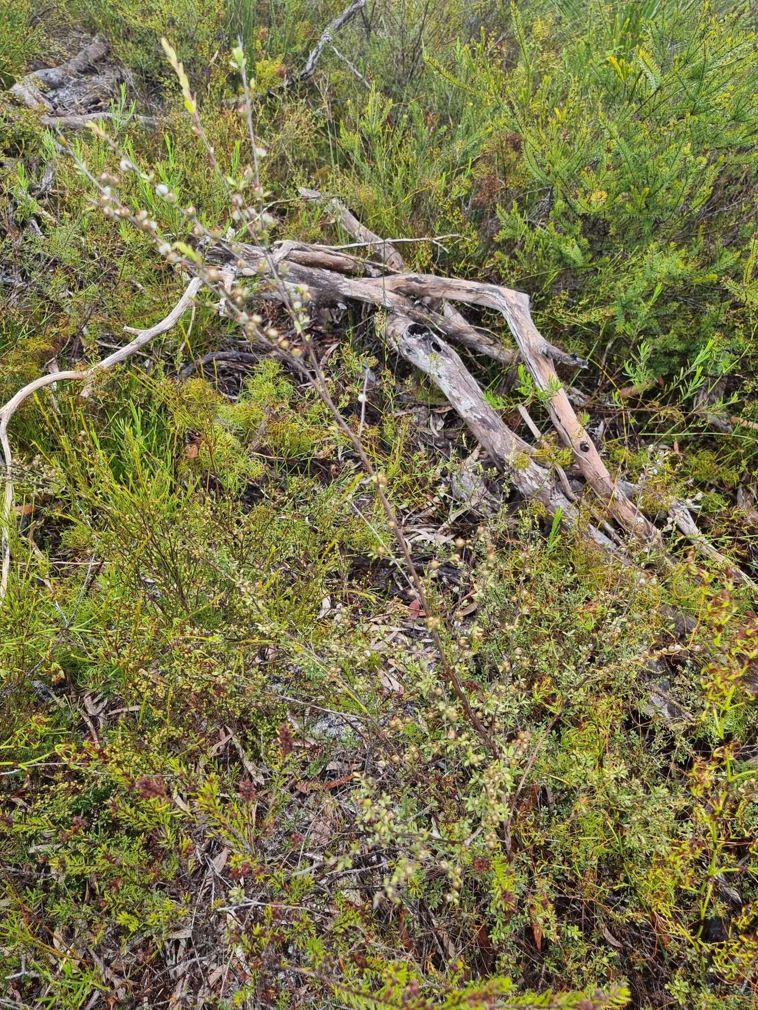 Image of Leptospermum semibaccatum Cheel