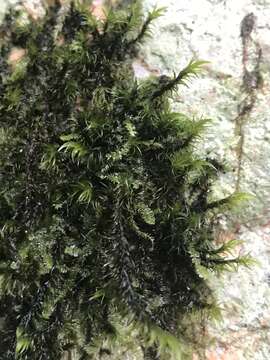 Image of Lawton's racomitrium moss