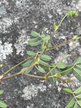 Image of Tephrosia macropoda var. macropoda