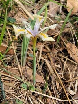 Image of Iris proantha Diels