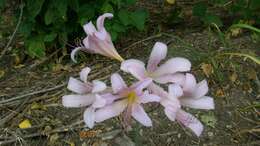 Image of resurrection lily