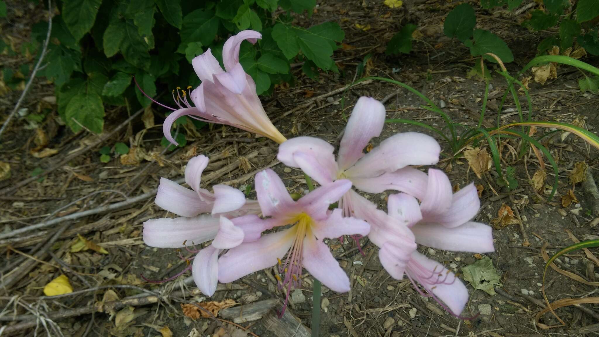 Image of resurrection lily