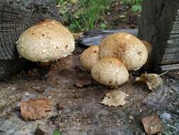 Plancia ëd Hemipholiota