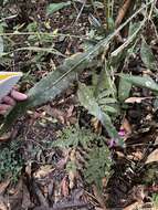 Image of Pseudorhipsalis amazonica (K. Schum.) Ralf Bauer