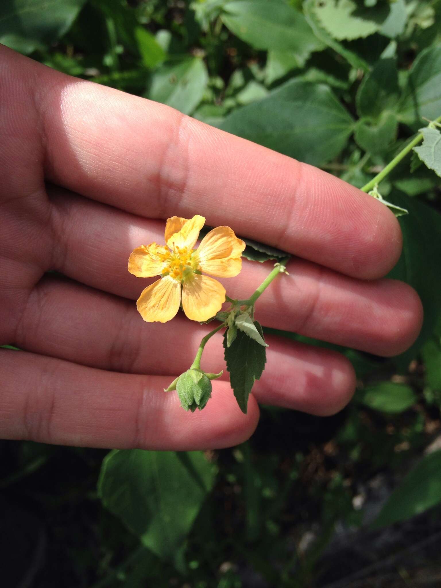 Image of Texas Indian mallow