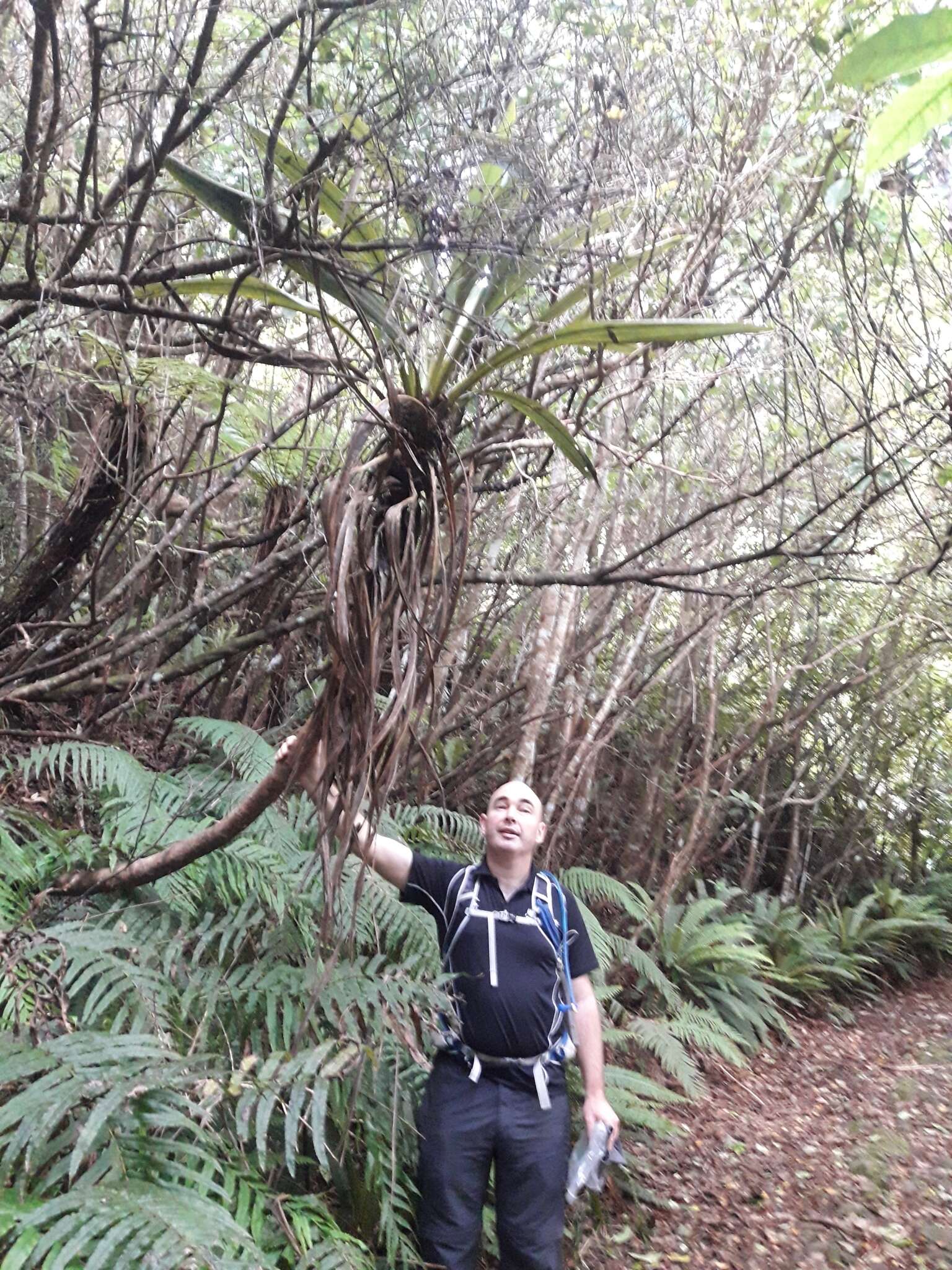 Image of Cordyline indivisa (G. Forst.) Endl.