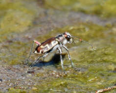 Image of Beach tiger beetle