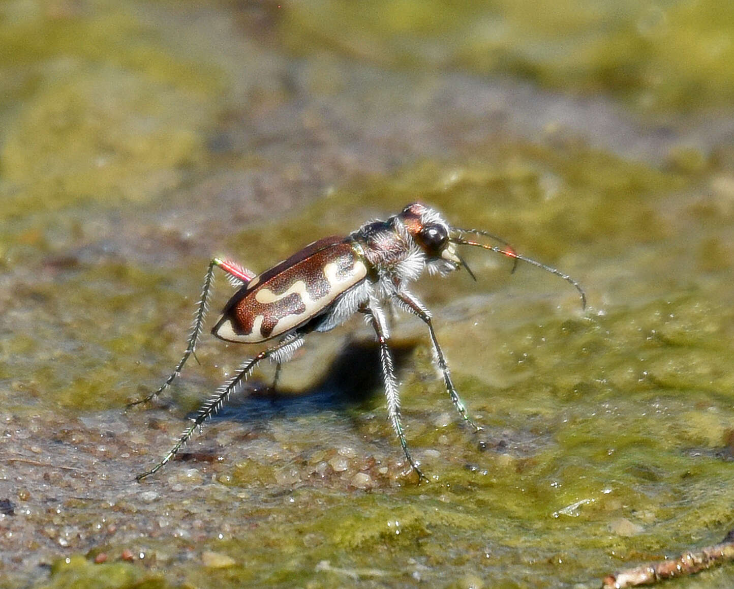 Image of Beach tiger beetle