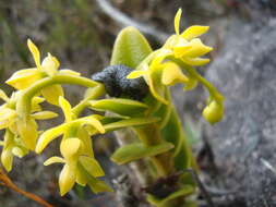 Plancia ëd Oreophrynella nigra Señaris, Ayarzagüena & Gorzula 1994