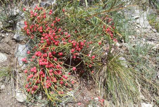 Image of Ephedra monosperma J. G. Gmel. ex C. A. Mey.