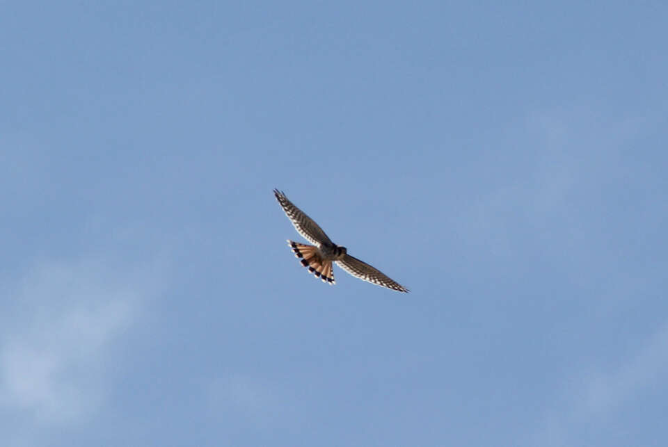 Image of American Kestrel