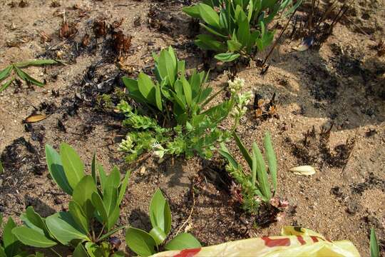 Image of <i>Stomatanthes tundavalaensis</i> D. J. N. Hind