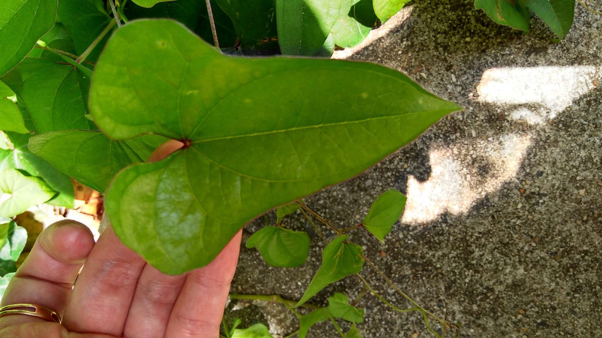 Image of Chinese yam