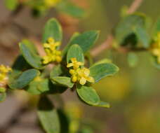 Image of Pimelea flava subsp. flava