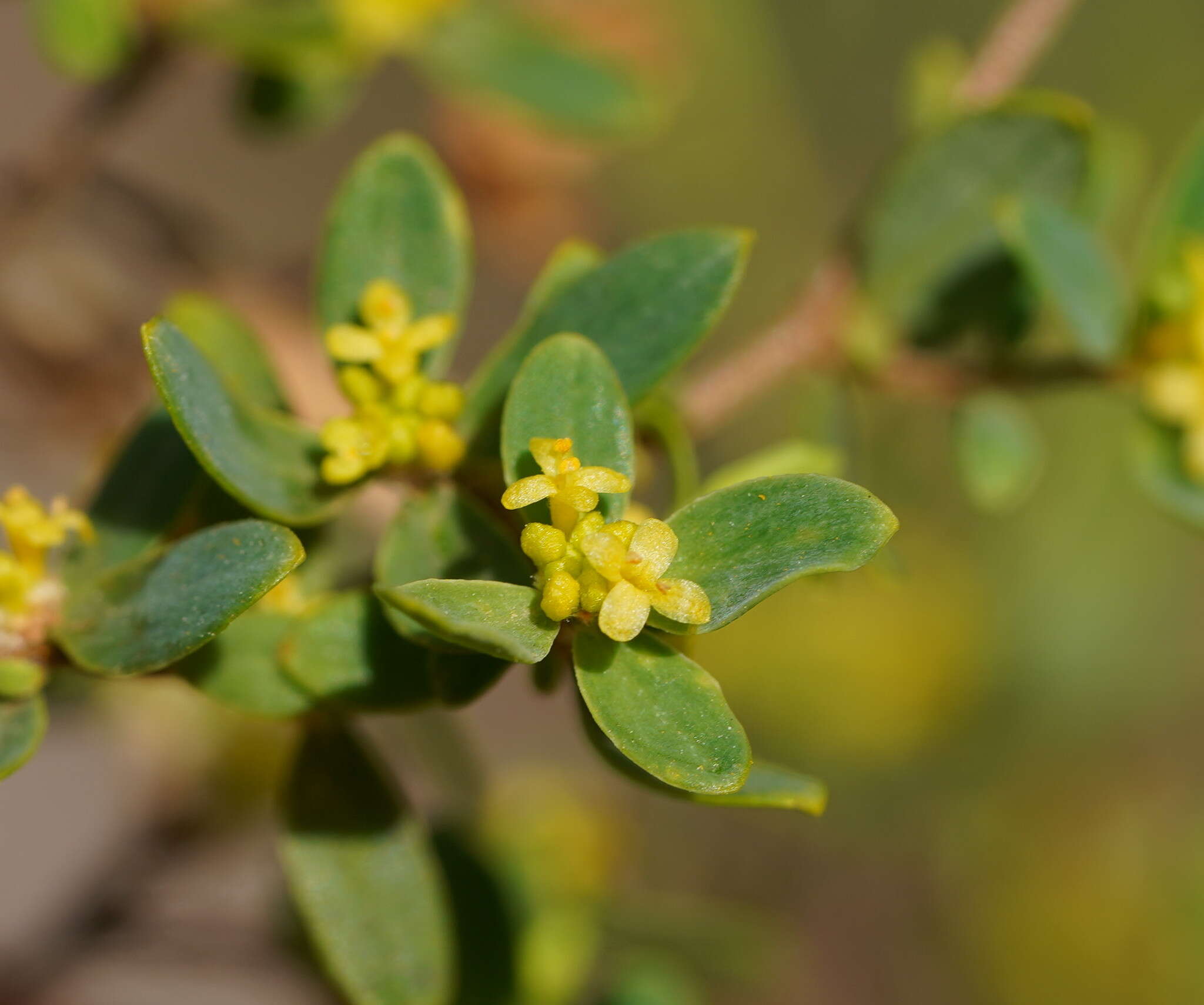 Image of Pimelea flava subsp. flava