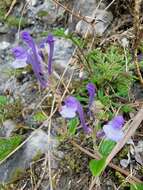 Sivun Scutellaria indica var. indica kuva