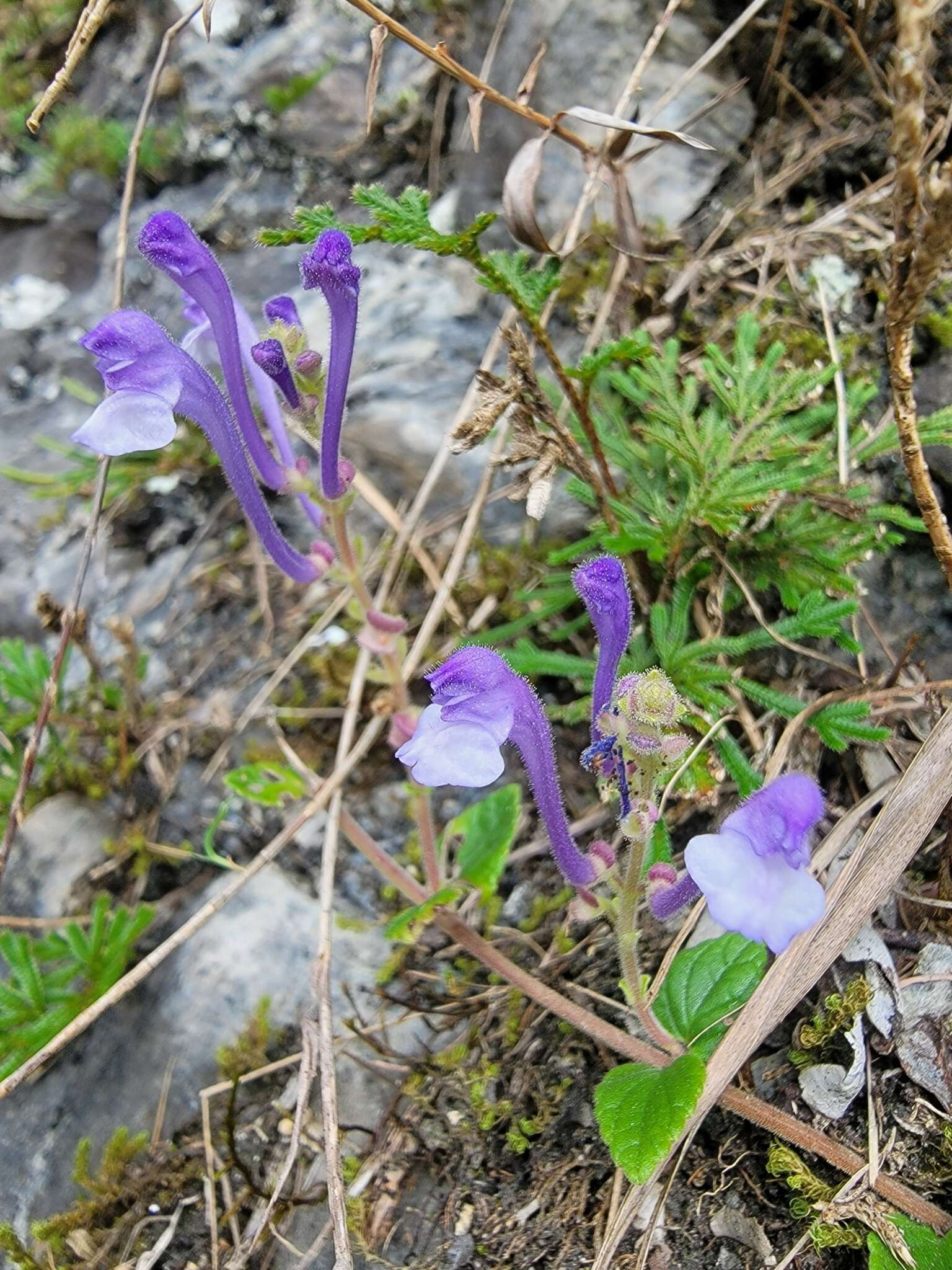 Sivun Scutellaria indica var. indica kuva