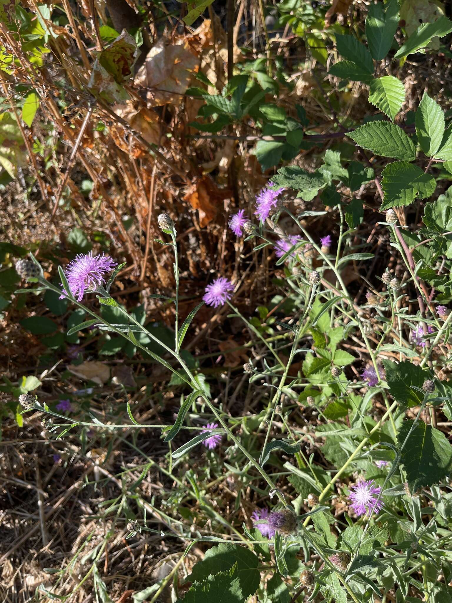 Image of <i>Centaurea gerstlaueri</i>