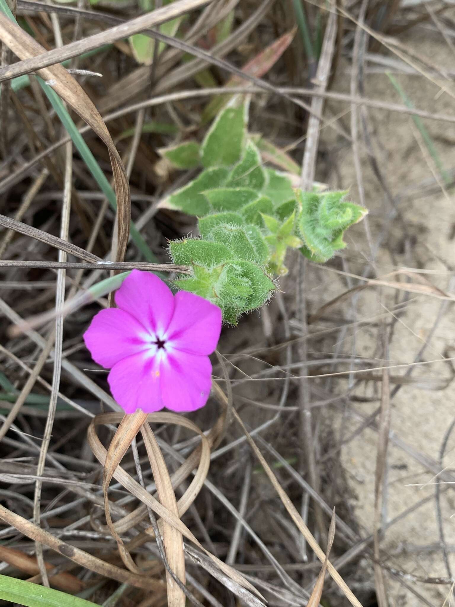 Imagem de Phlox glabriflora (Brand) Whitehouse