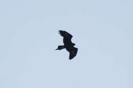 Image of Wedge-tailed Eagle