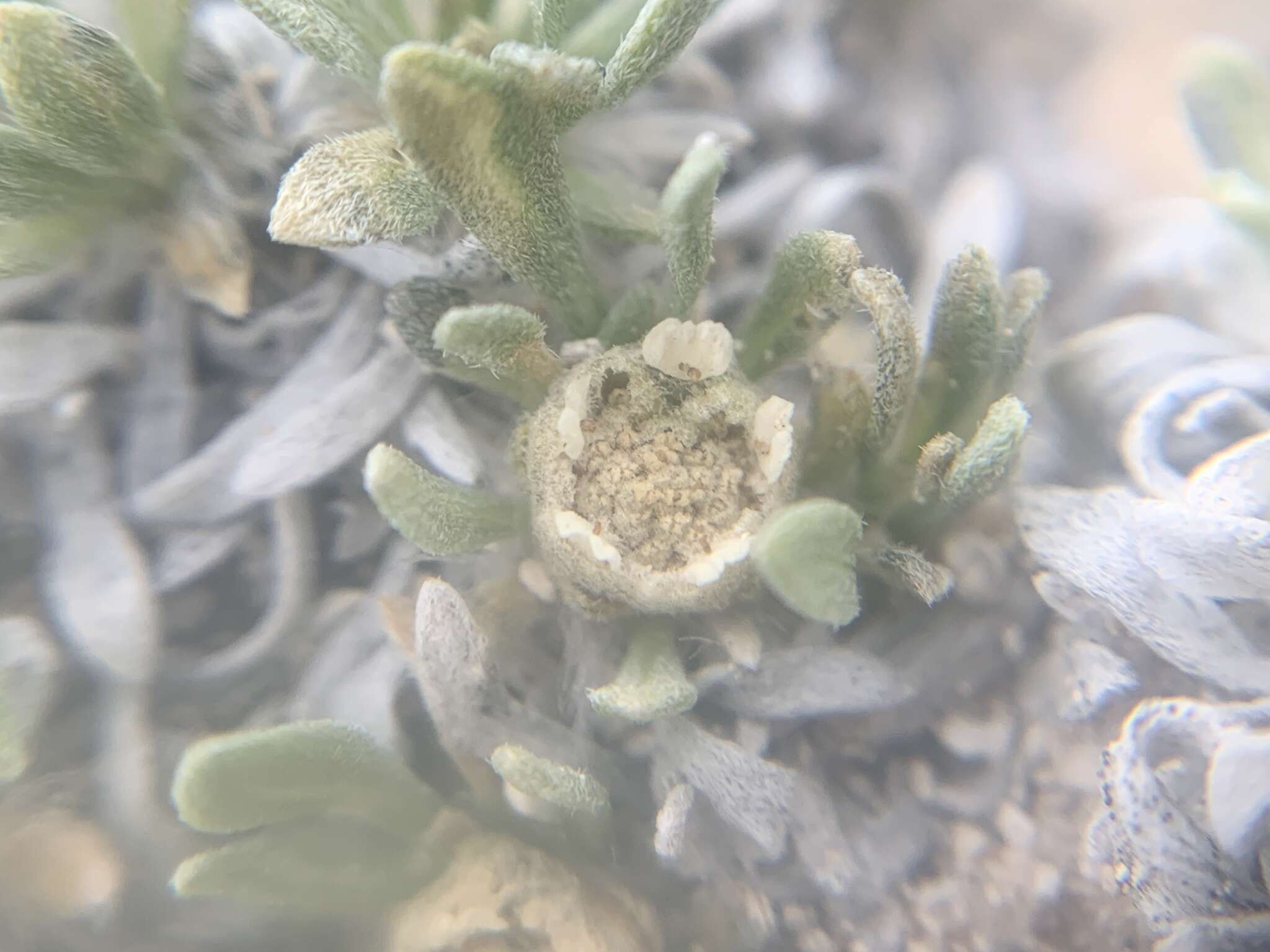 Image of Colorado feverfew