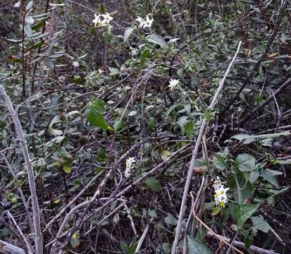 Image de Solanum douglasii Dun.