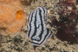 Image of Phyllidiella zeylanica (Kelaart 1859)