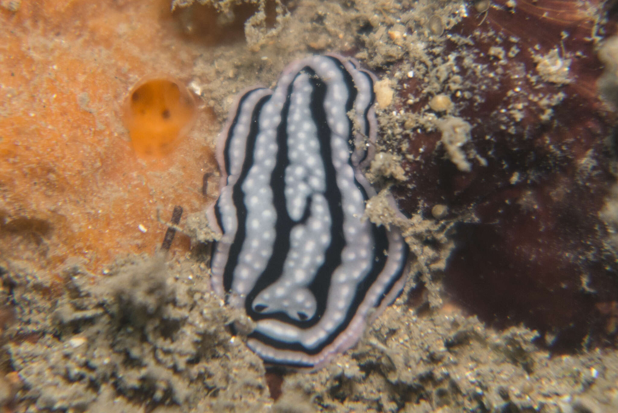 Image of Phyllidiella zeylanica (Kelaart 1859)