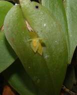 Image of Pleurothallis homalantha Schltr.