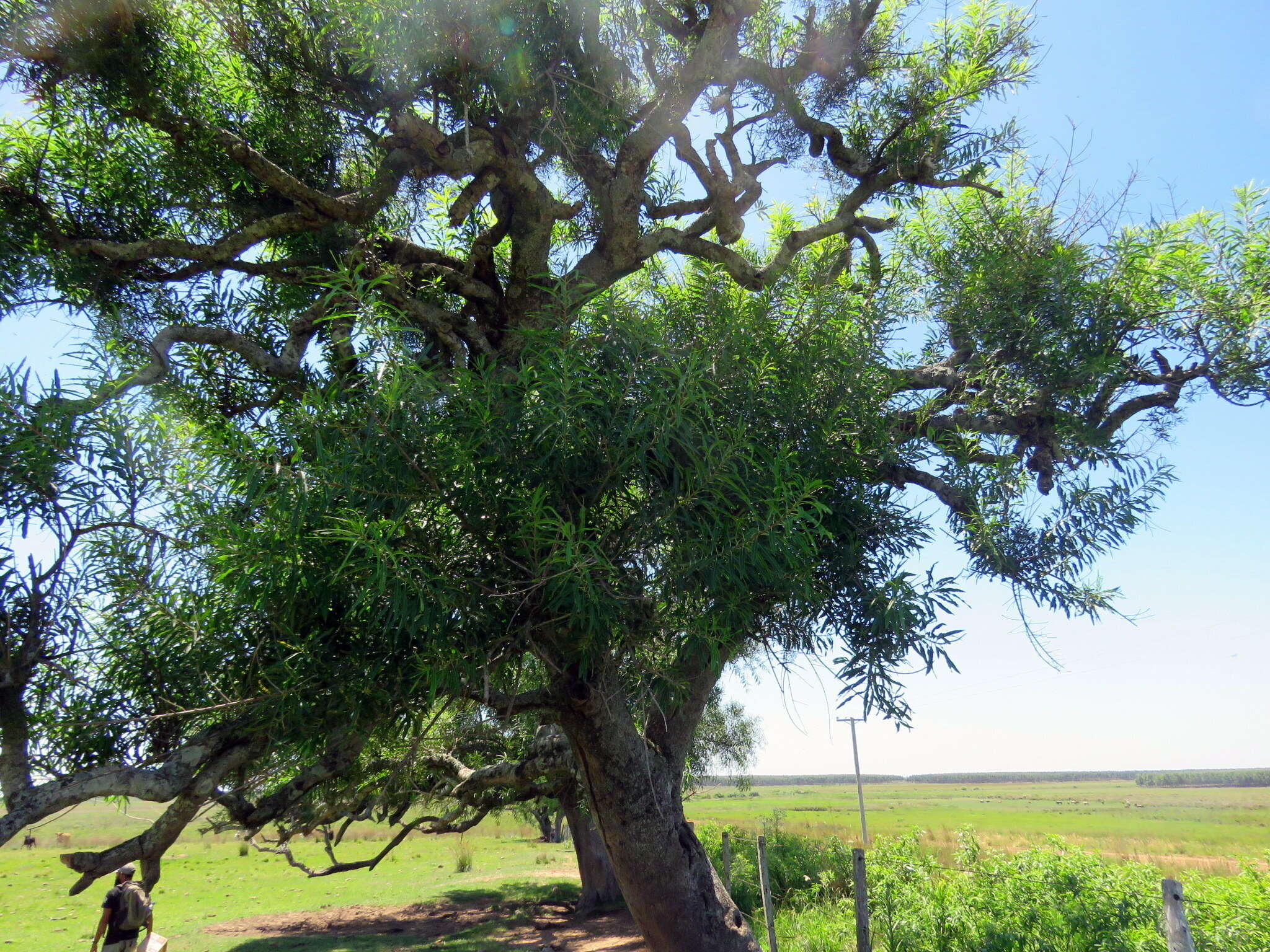 صورة Sapium glandulosum (L.) Morong