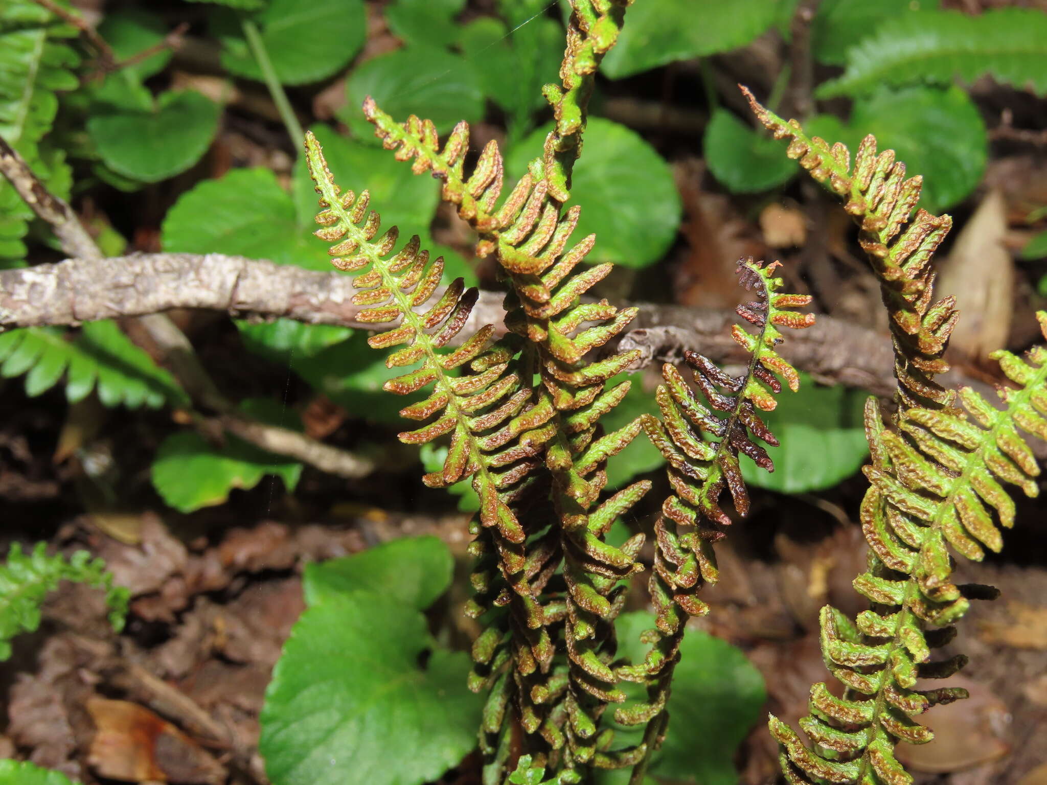 Image of Austroblechnum microphyllum (Goldm.) Gasper & V. A. O. Dittrich